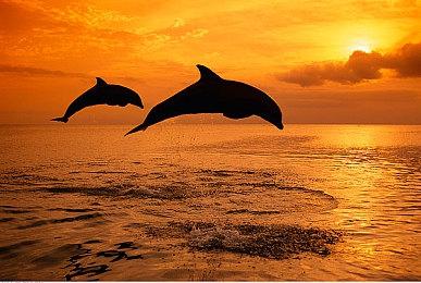 狩猎、建造、丰富的生物，《冬日幸存者》新情报公开